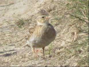Cochevis huppé (Alouette)